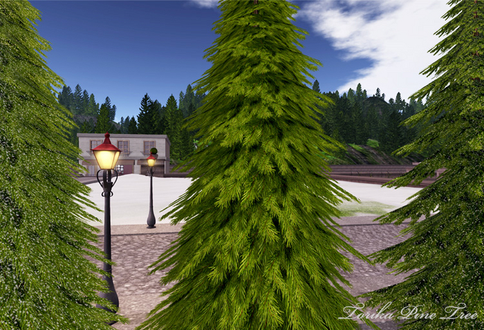 Torika Pine Tree (box)