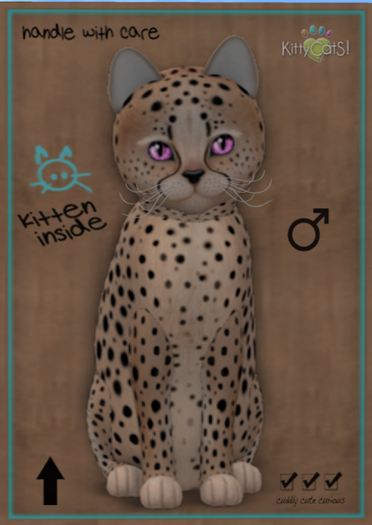 KittyCatS Box - Cheetah! - Au Natural