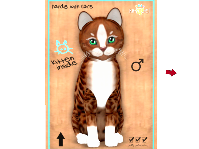 KittyCatS Box - New Born Kitten