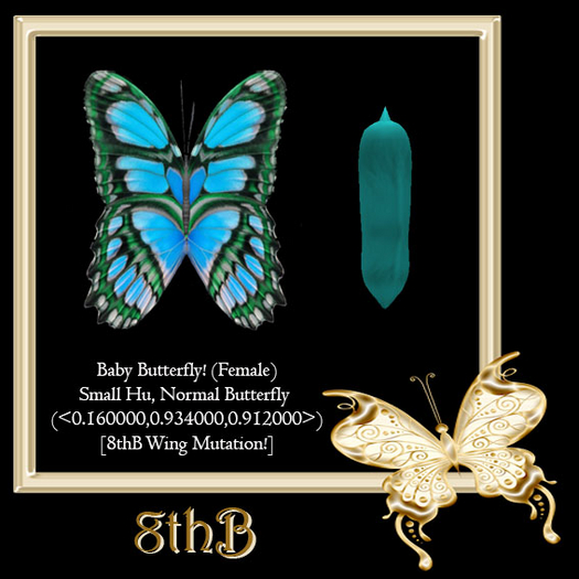 {Papillon} Fe/Sma/Nor/Hu/Butterfly/8thB Cocoon