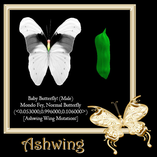{Papillon} Ma/Mon/Nor/Fey/Butterfly/Ashwing Cocoon