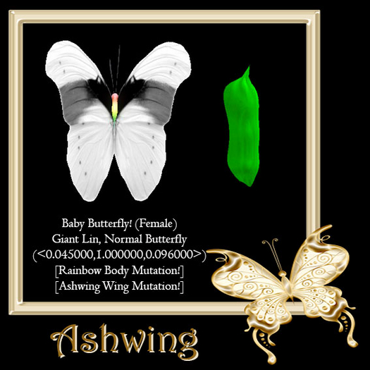 {Papillon} Fe/Gia/Nor/Lin/Butterfly/Butterfly/Rainbow/Ashwing Cocoon