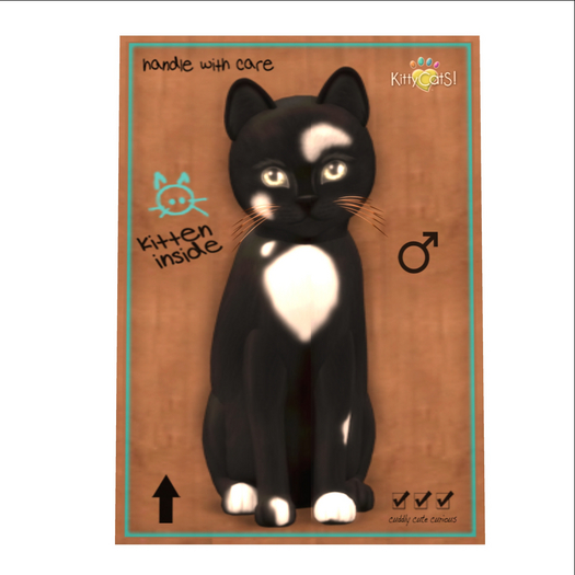 KittyCatS Box - New Born Kitten