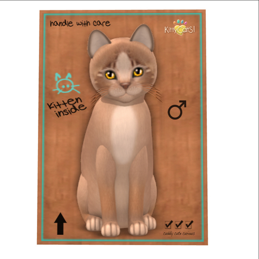 KittyCatS Box - New Born Kitten