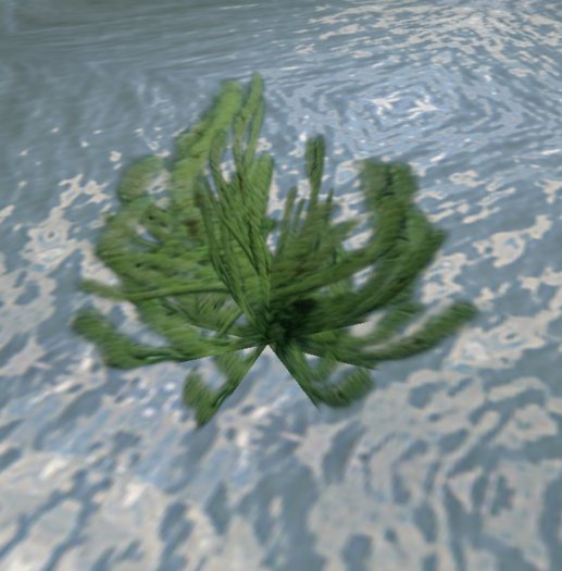 box aqua plant