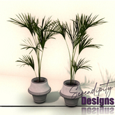 Serendipity Designs - Sandpoint Potted Palms  