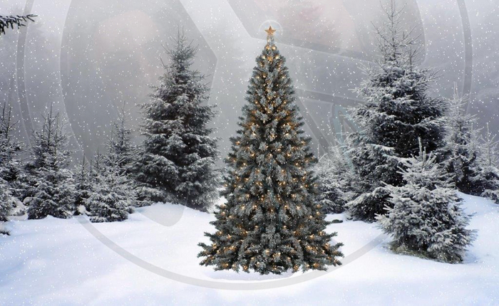 42 - Winter - Pine Trees in Snow - Land Divider - Privacy Screen