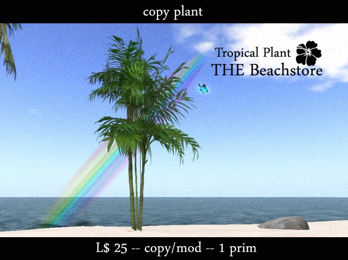 Beach decor: Tropical Plant