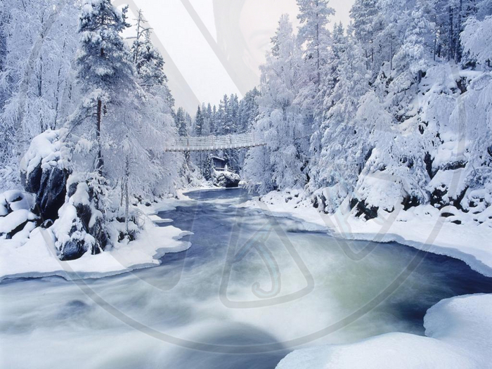 47 - Winter - Snow, Pines and Frozen Water - Land Divider - Privacy Screen