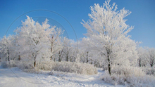 48 - Winter - Trees, snow and blue sky - Land Divider - Privacy screen