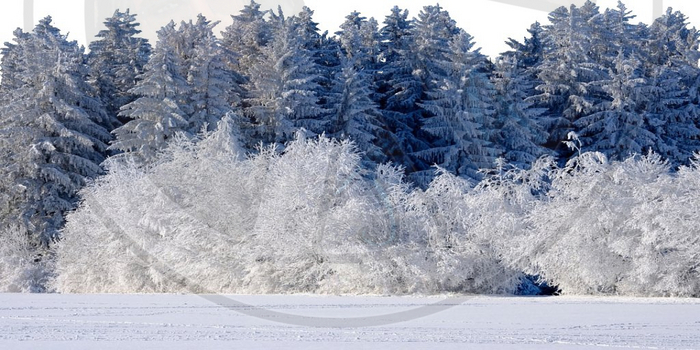 46 - Winter -  Pine Trees and Bushes in Snow 2x - Land Divider - Privacy Screen