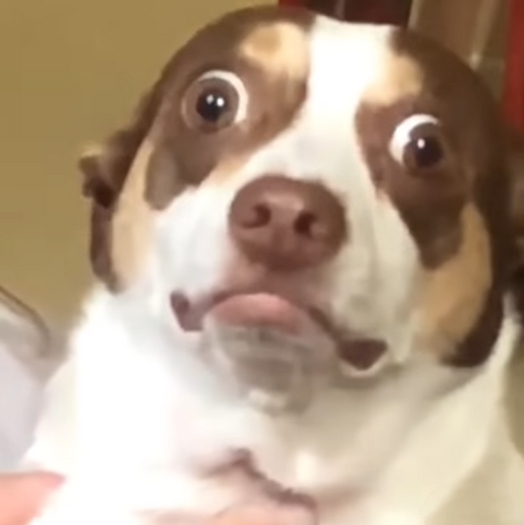 [HoM] ILY Mr.Bubs