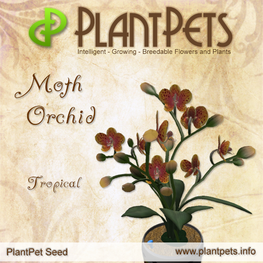 PlantPet Seed [Moth Orchid *Tropical*]