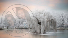 54 - Winter - Frozen weeping willow and lake - Land Divider - Privacy Screen