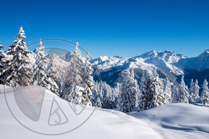 55 - Winter  - Snow, Mountains and Pines - Land Divider - Privacy Screen