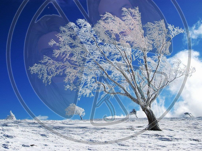 57 - Winter - Frozen Tree in Snowy Field - Land Divider - Privacy Screen