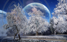 59 - Winter - Frozen Trees - Dark Blue Sky with Fantasy Planet - Land Divider - Privacy Screen