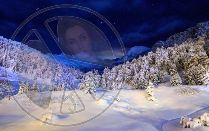 61 - Winter - Pines in Snow - Dark Blue Sky with Stars - Land Divider -  Privacy Screen