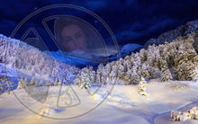 61 - Winter - Pines in Snow - Dark Blue Sky with Stars - Land Divider -  Privacy Screen
