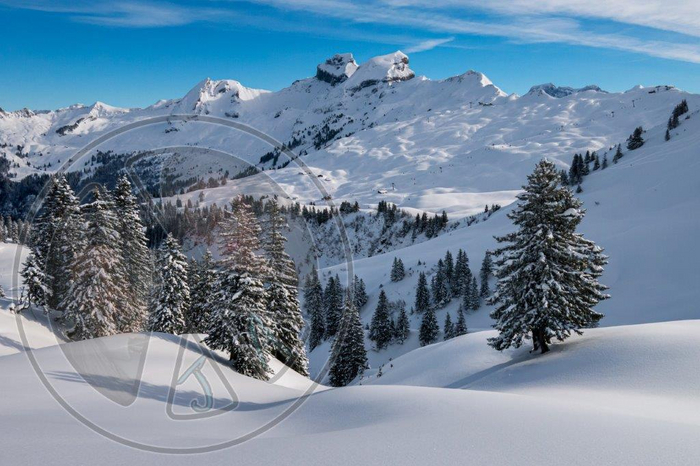 66 - Winter - Snowy Mountains and Pines - Land Divider - Privacy Screen