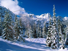 67 - Winter - Snowy Mountains and Pines - Land Divider - Privacy Screen