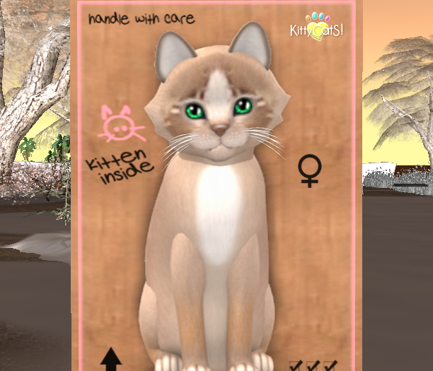 KittyCatS Box - New Born Kitten