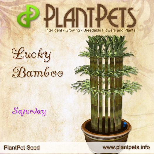 PlantPet Seed [Lucky Bamboo *Saturday*]