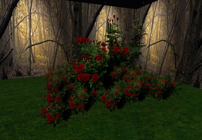 rose bush crimson 4 huge
