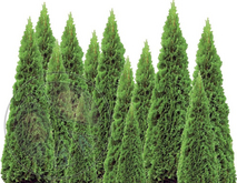 74 - Garden - Row of uneven Cypress Pines - Transparant Backround - Home Land Decoration - Land Divider 