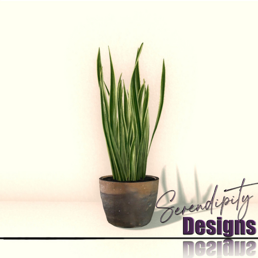Serendipity Designs - Durango Potted Snake Plant 