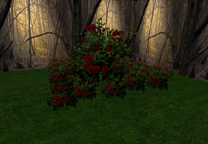 rose bush crimson 3 huge