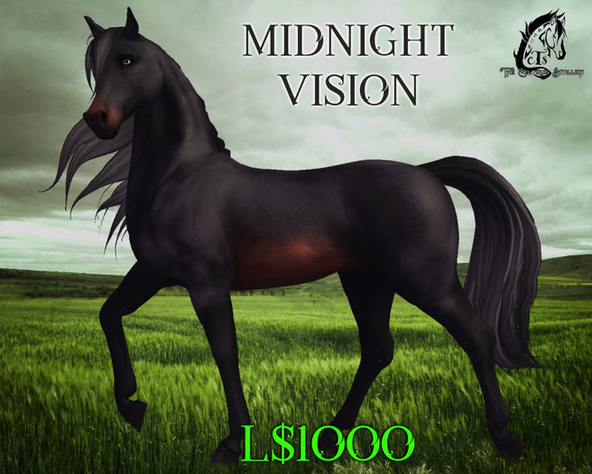 Midnight Vision [Teegle Skin] - The Celtique Stallion