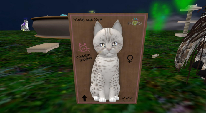 KittyCatS Box - New Born Kitten