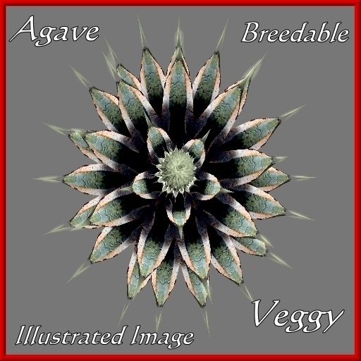 {Papillon} Sl/Med/Str/AgA/+/FRainbowC Plant