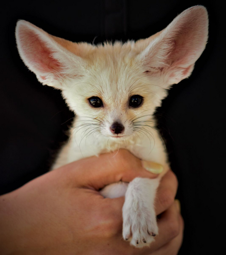 BB  Pearly Fox (F)