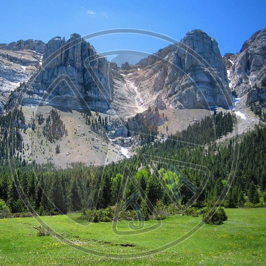 82 - Summer - Green field - Pine Trees - Mountains - Land Divider - Privacy Screen