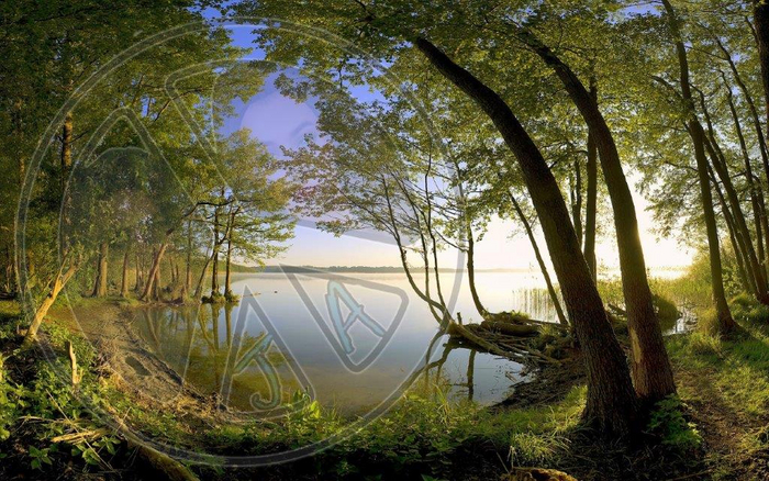 93 - Forest - Trees and Lake - Land Divider - Privacy Screen