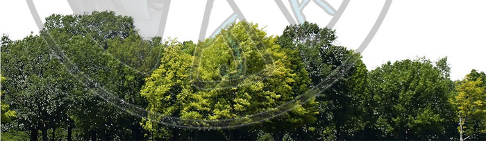 95 - Summer - Tree Tops - Land Divider -  Privacy Screen