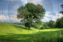 99 - Summer - Green Grass - Hills - Trees - Blue Sky - Land Divider - Privacy Screen