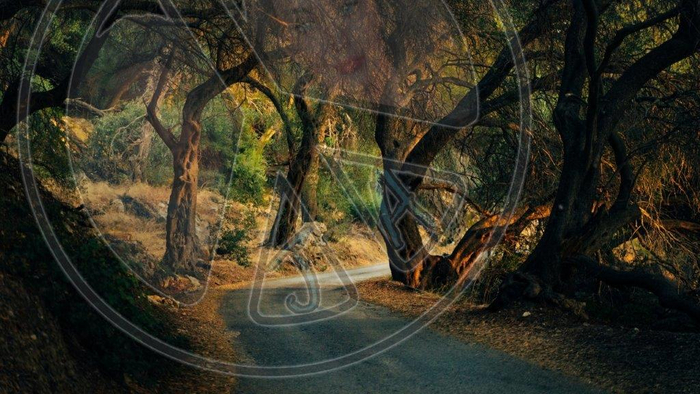103 - Forest - Road - Trees - Land Divider - Privacy Screen