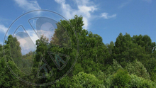 106 - Summer - Blue Sky and Tree Tops - Land Divider - Privacy Screen