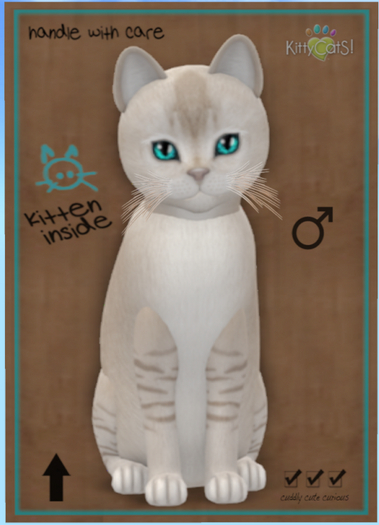 KittyCatS Box - Burmilla - Lilac Shaded