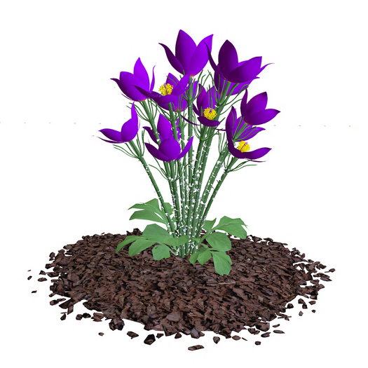 Violet hibiscus flowers 