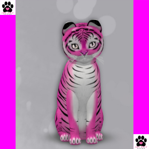 KittyCatS Box 124 - Female 7T Tiger! - BubbleGum