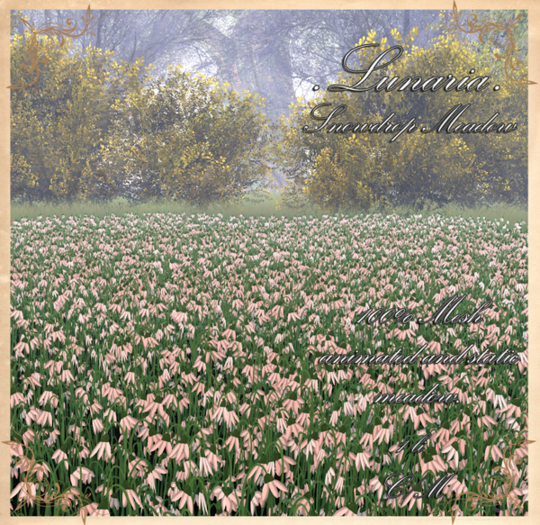 .Lunaria. Snowdrop Meadow 