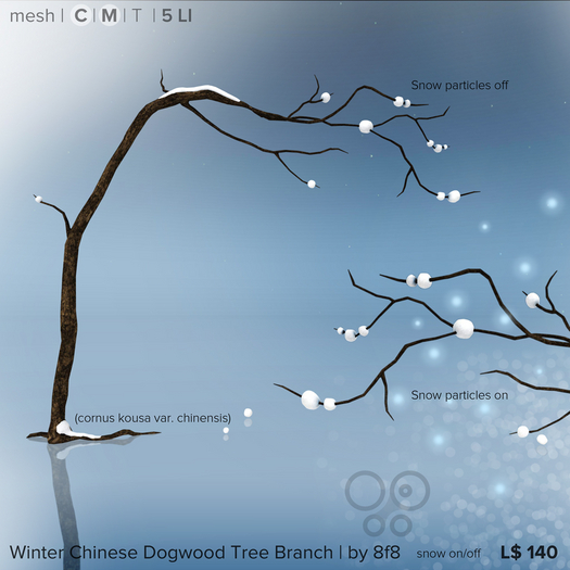 8f8 - Winter Chinese Dogwood Tree Branch 