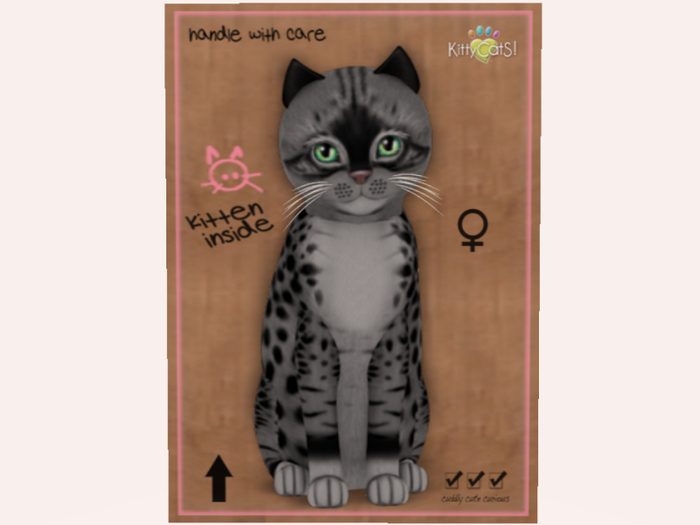 2021 PETITE Black Rainbow Spec Birth kitten F