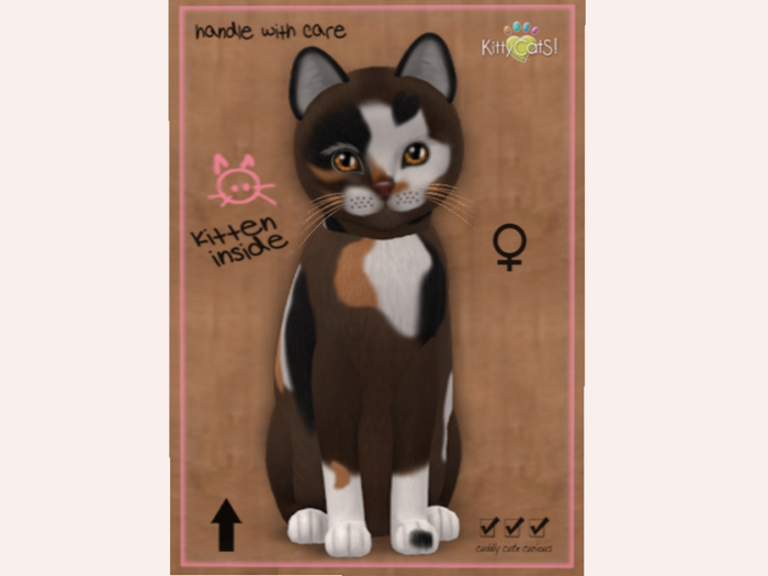 2021 White Rainbow Spec Birth kitten F Norm
