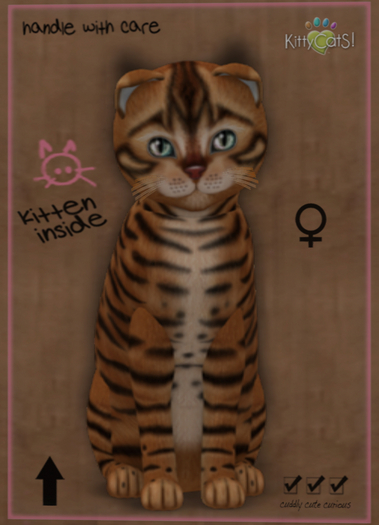 KittyCatS Box - New Born Kitten