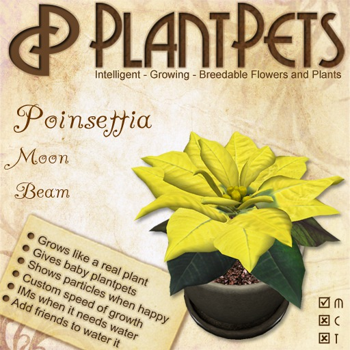 PlantPet Seed [Poinsettia *Moon Beam*]